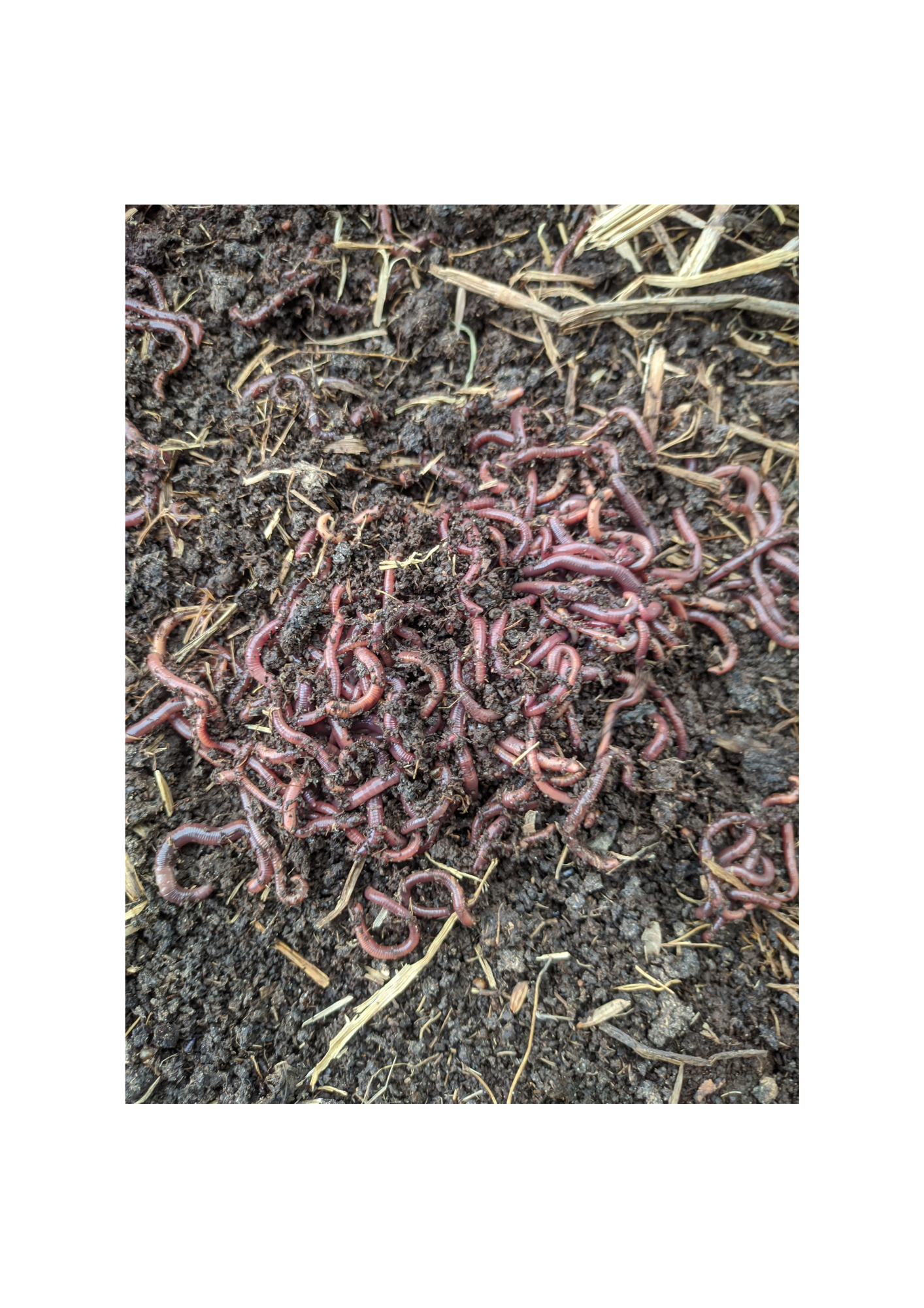 Fertile Beeghas Earthworms