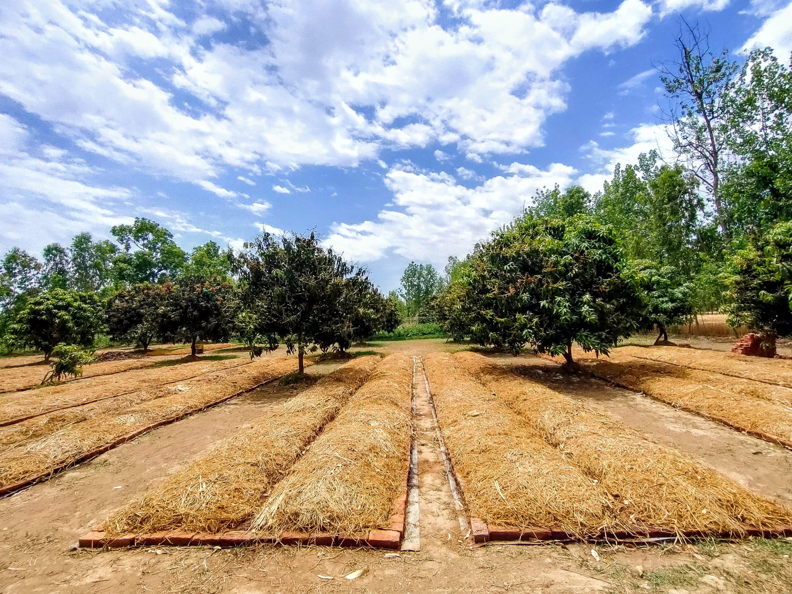 Fertile Beeghas Vermicompost Farm, Organic Best Vermicompost Earthworms Mango Orchard Apples