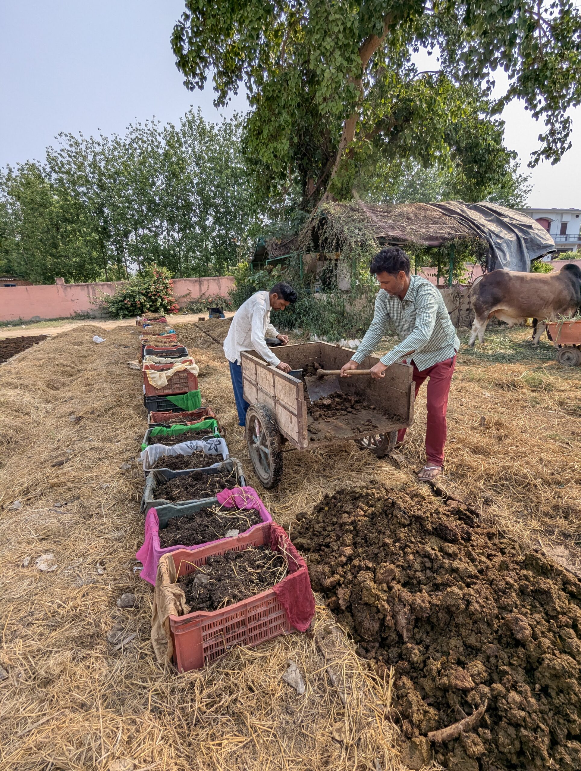 Setup your own vermicompost farm with the assistance of Fertile Beeghas